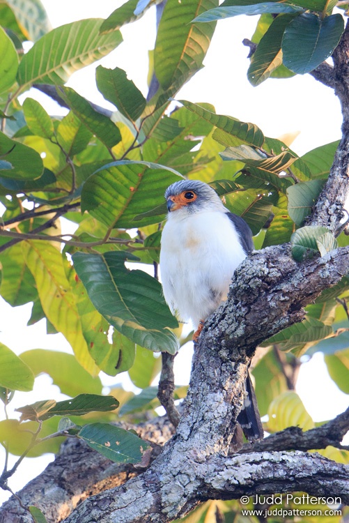 White-rumped Falcon, Chiang Mai, Thailand